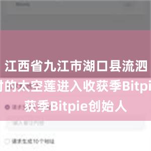 江西省九江市湖口县流泗镇红星村的太空莲进入收获季Bitpie创始人